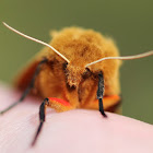 Isabella Tiger Moth