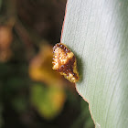 Poodle Moth Caterpillar