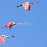 Roseate Spoonbills in Formation by Steve Shelasky -  