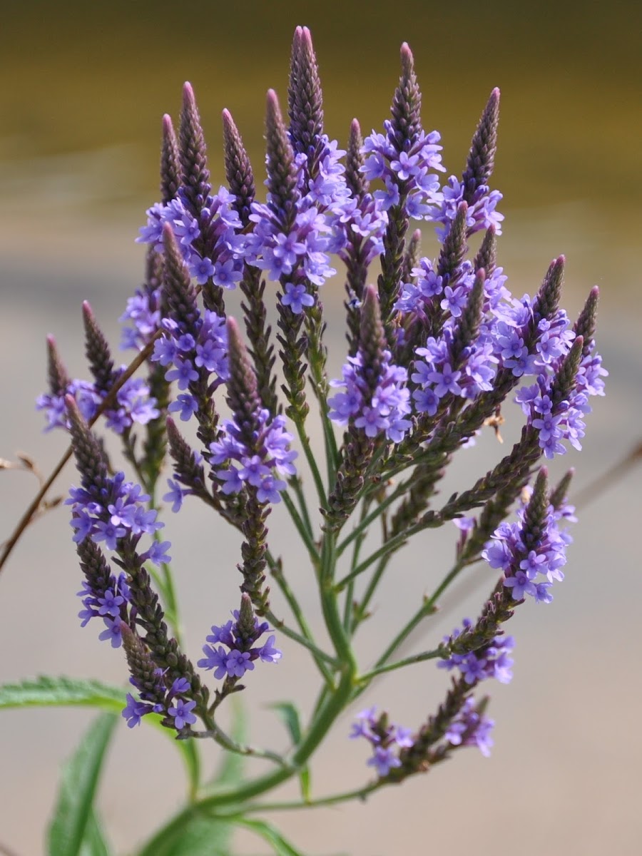 Swamp verbena