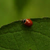 Polished Lady Beetle