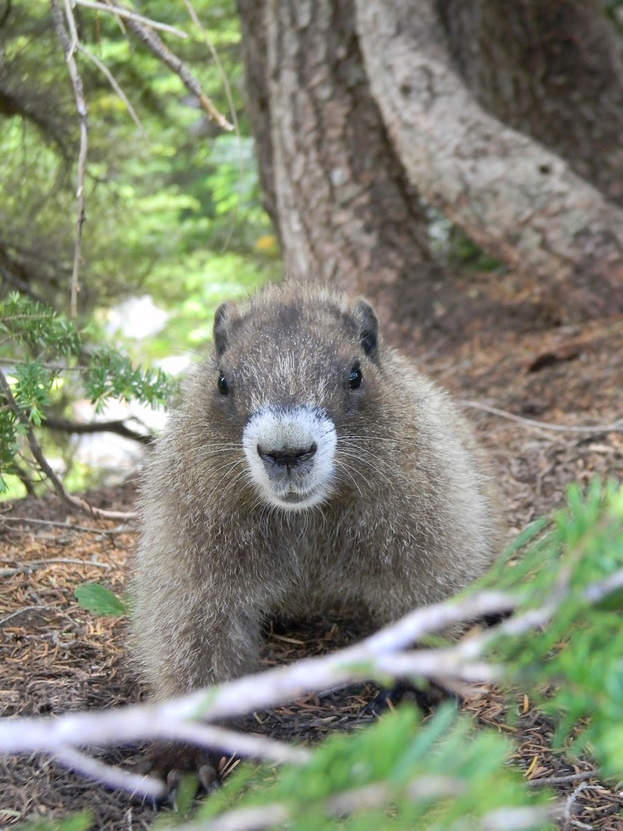 Hoary Marmot