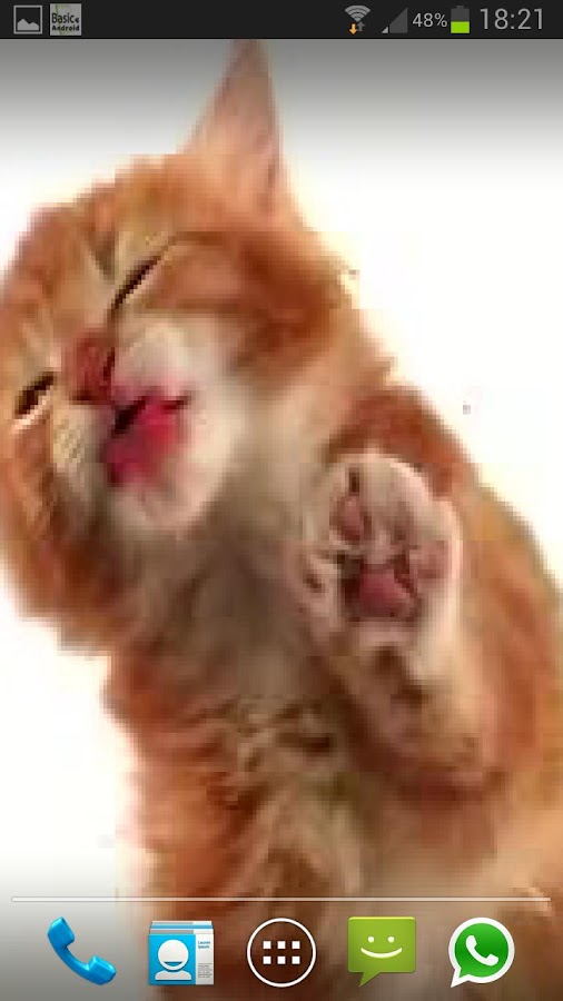 CAT LICKS LIVE WALLPAPER FREE - Android Apps on Google Play