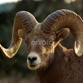 Majestic by Giselle Pierce - Animals Other Mammals