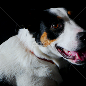 by Kelly Willmott - Animals - Dogs Portraits