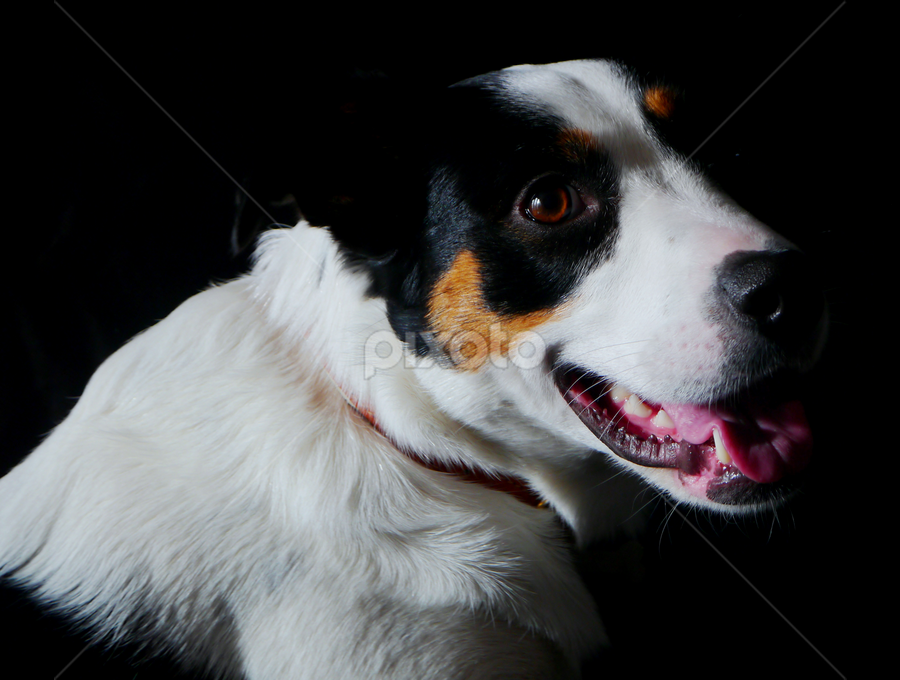 by Kelly Willmott - Animals - Dogs Portraits