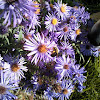 Bees polinating asters