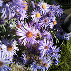 Bees polinating asters
