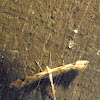 Artichoke plume moth