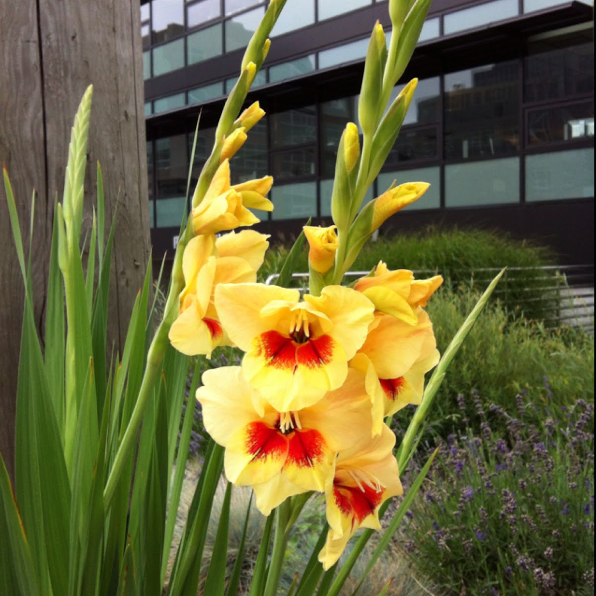 Gladiolus Project Noah