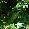 Green Iguana