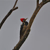 Linieted Woodpeckers