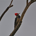 Linieted Woodpeckers
