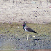 Red-wattled Lapwing