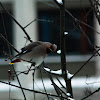 Waxwing