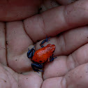Blue Jean Frog