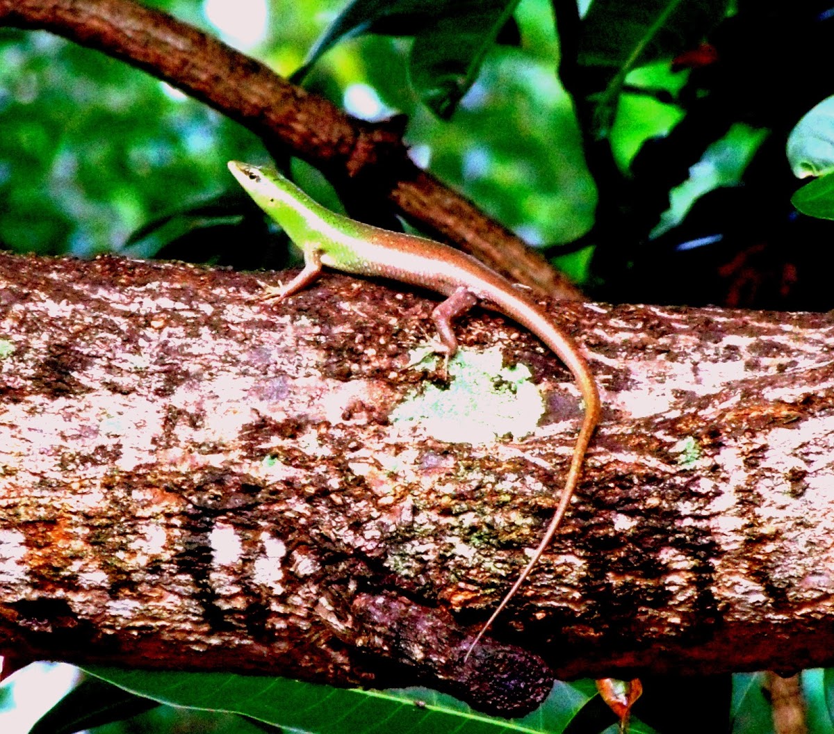 Emerald tree skink