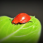 Fungu beetle