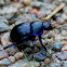 Dung beetle (swe: Tordyvel)