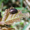 Seed Weevil