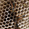 Paper wasp (Ευρωπαϊκή σφήκα)