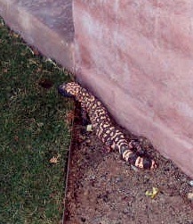 [gila monster (2)[8].jpg]