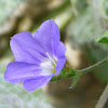 Blue Bindweed