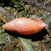 Rosy predator snail shell