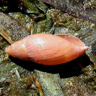 Rosy predator snail shell