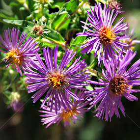 aster novae angliae by Marsha Biller - Flowers Flowers in the Wild