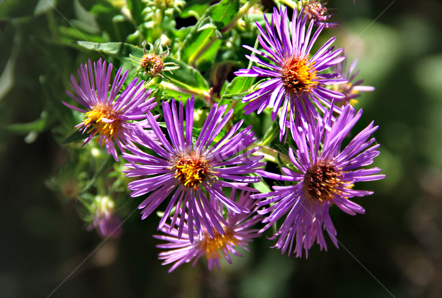 aster novae angliae by Marsha Biller - Flowers Flowers in the Wild