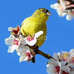 Gold 9 by Randy Young - Animals Birds