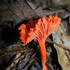Red Chanterelle Mushroom