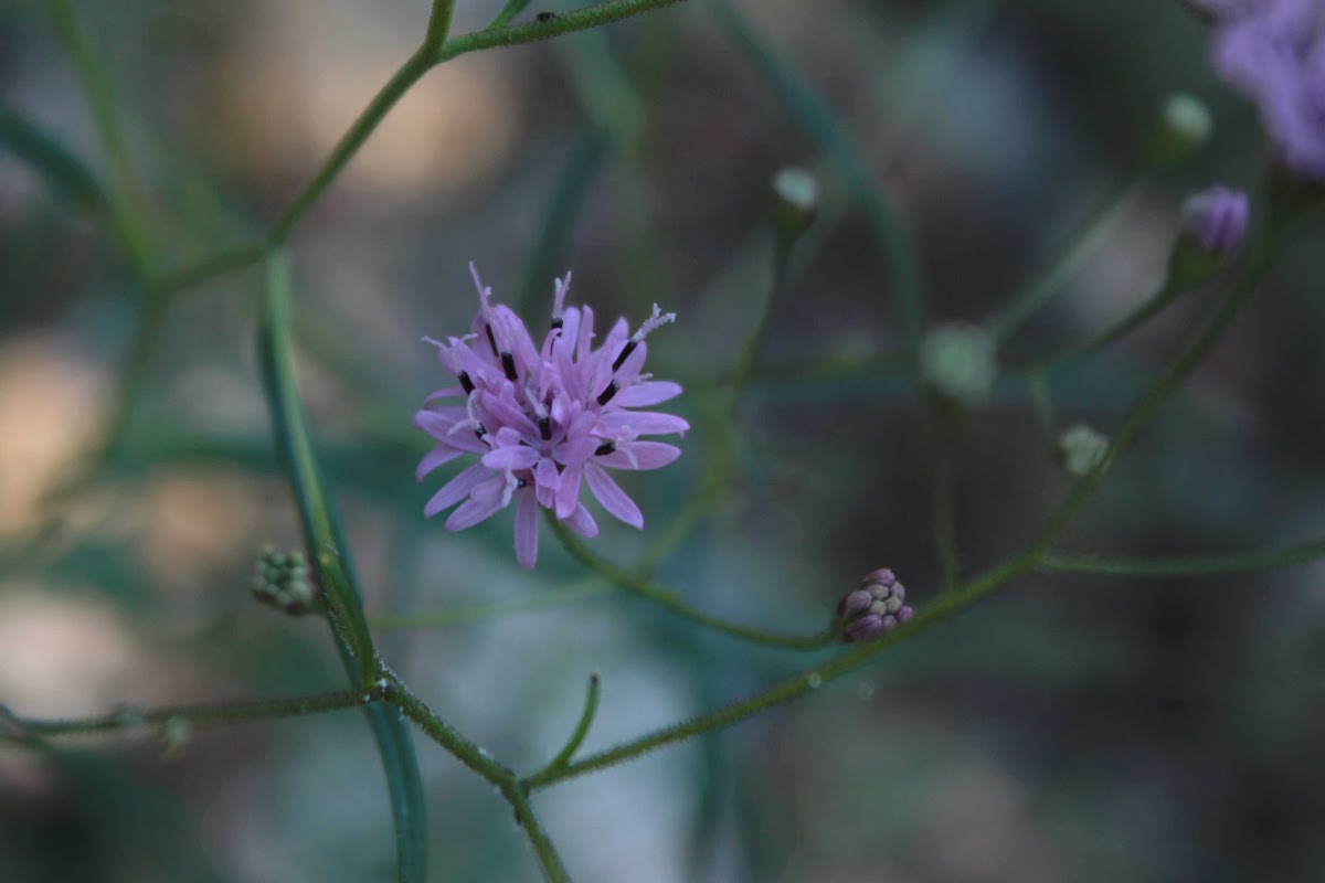 Palafoxia