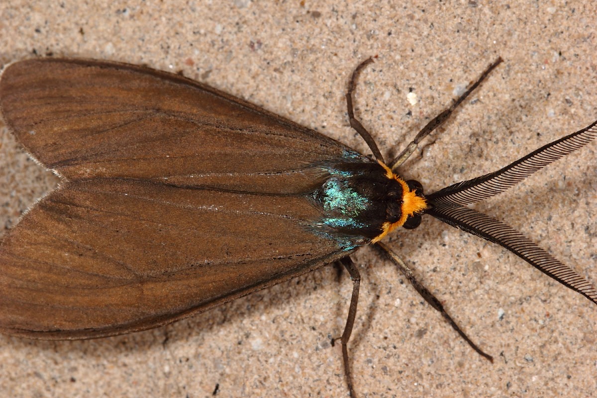 Virginia Ctenucha Project Noah