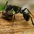 Golden-tailed Spiny Ant