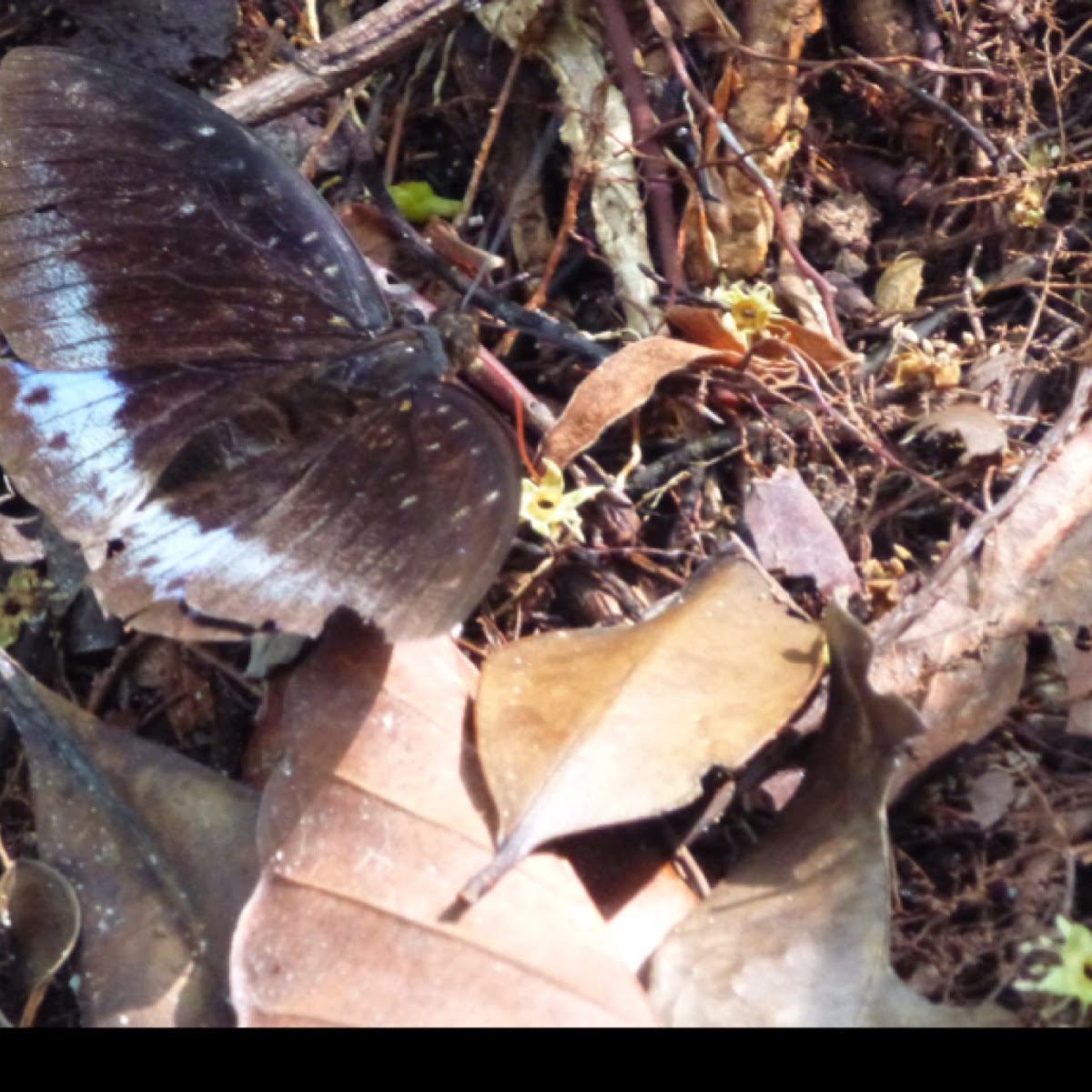 Blue & Black Butterfly