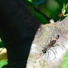 Common sand wasp, Gemeine Sandwespe