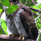 Barred Eagle-Owl