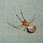 Common House Spider