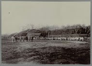 Paardenstal met sapi's te Krueng Seumpo