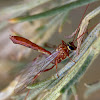 Ichneumon wasp (tiny)