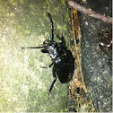 Unknown Beetle