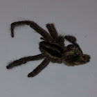 Wolf spider