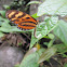 Lysimnia Tigerwing