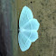 Pale beauty moth