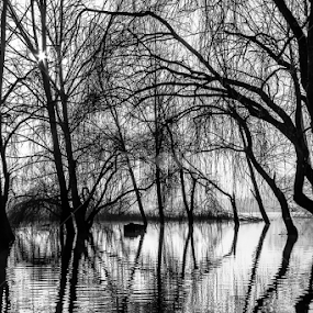 Reflections on Water by Paulo Veiga - Nature Up Close Trees & Bushes