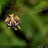 Spiny spider