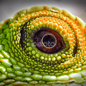 the eye by Irfan Hikmawan - Animals Reptiles