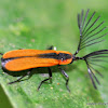 Netwing Beetle
